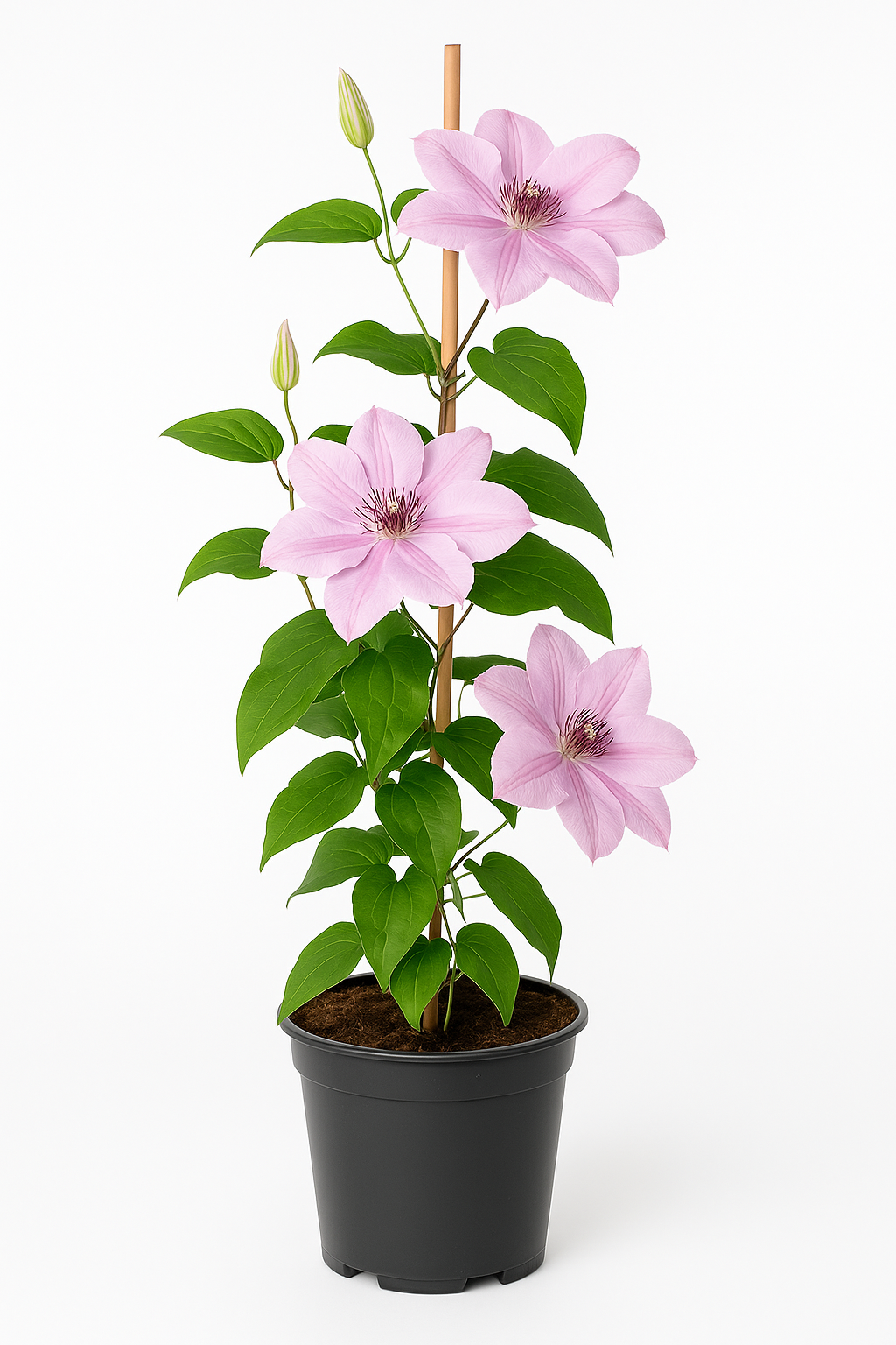 Clematis ‘Hagley Hybrid’ – rosarot-pinke großblumige Waldrebe – reich blühende, winterharte Kletterpflanze für Zäune, Pergolen & Kübel – Blüte Juni–September 