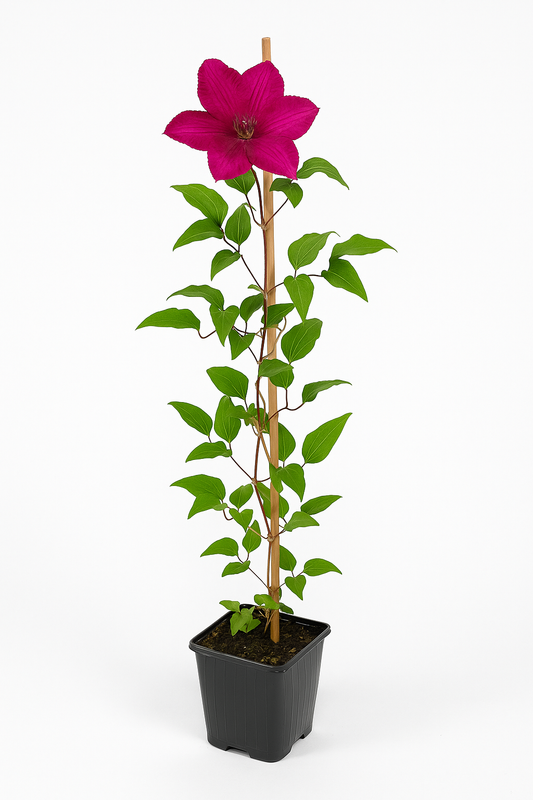 Clematis ‘Ernest Markham’ – magentarote großblumige Waldrebe – winterharte Kletterpflanze für Zäune, Pergolen & Kübel – Blüte Juni–August 