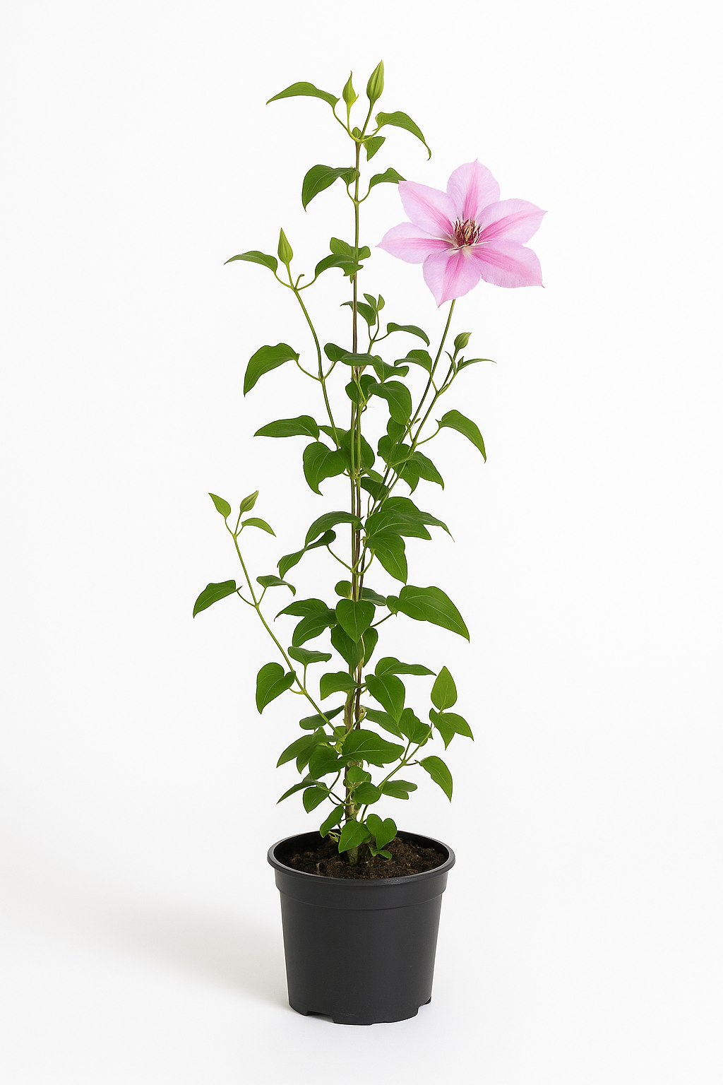 Clematis ‘Nelly Moser’ – großblumige rosa Waldrebe mit violettem Mittelstreifen 200–350cm – zweifach blühende, winterharte Kletterpflanze für Pergolen, Zäune & Kübel 