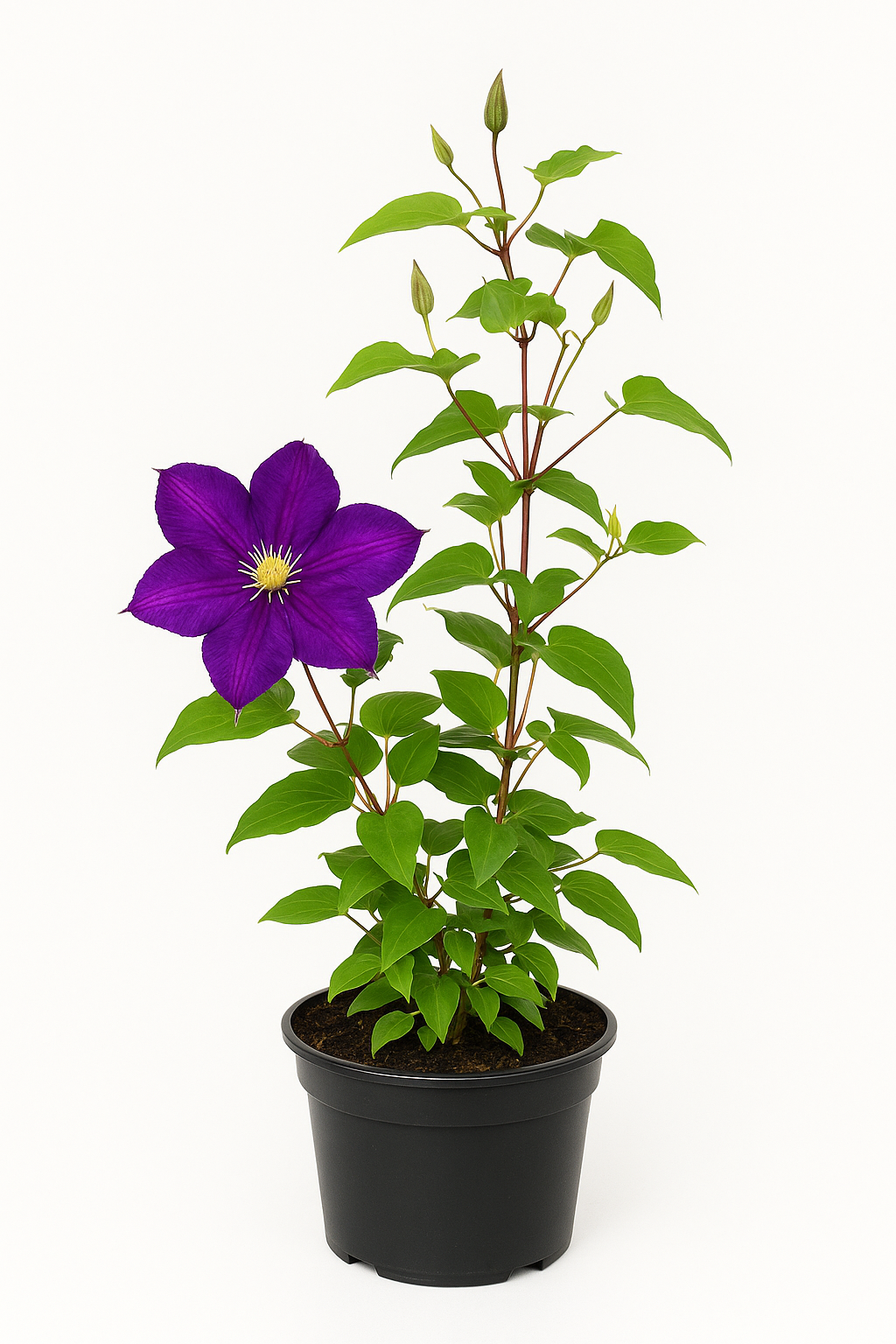 Clematis ‘Polish Spirit’ – großblumige dunkelviolette Waldrebe – winterharte Kletterpflanze für Pergola, Zaun & Rankgitter – blüht Juni–September 