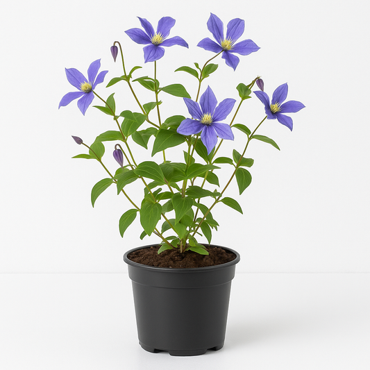Clematis integrifolia 'Arabella' – blau blühende Waldrebe – winterharte, strauchartige Clematis als Bodendecker & Kübelpflanze – ideal für Garten, Balkon & Terrasse 
