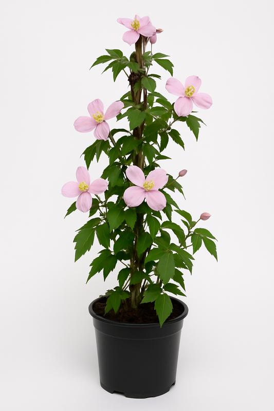 Clematis montana ‘Rubens’ – starkwüchsige Waldrebe mit hellrosa Blüten & Vanilleduft – winterharte Kletterpflanze bis 8m – ideal für Zaun, Pergola & Gartenbegrünung 