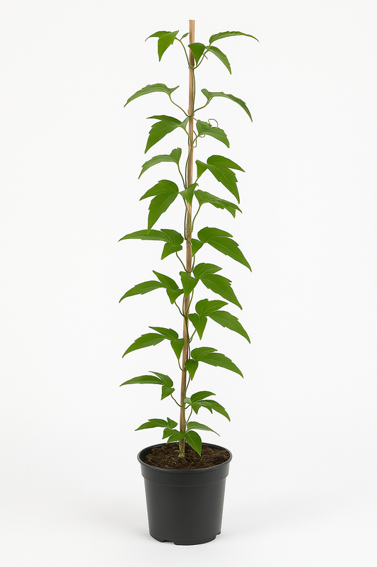 Clematis x jackmanii – Waldrebe mit purpurvioletten Blüten – winterharte Kletterpflanze für Garten, Zaun & Pergola – blühfreudig, pflegeleicht & insektenfreundlich 