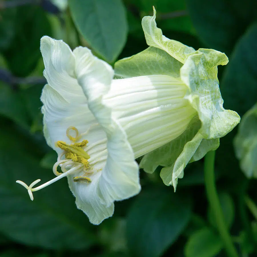 Cobaea scandens Alba – Glockenrebe Samen – Weiße Glockenblüten – Schnellwachsende Kletterpflanze – Ideal für Rankgitter, Pergola & Schnittblumen 