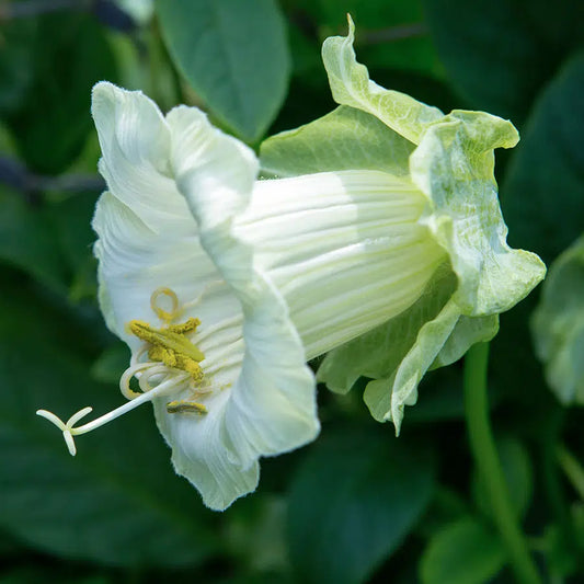 Cobaea scandens Alba – Glockenrebe Samen – Weiße Glockenblüten – Schnellwachsende Kletterpflanze – Ideal für Rankgitter, Pergola & Schnittblumen 