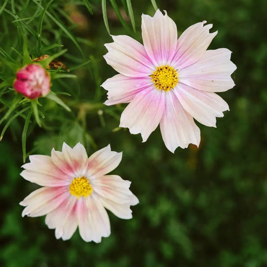 Cosmos bipinnatus Apricot Lemonade – Kosmee Samen – Apricot Karamell Rosé & Cremeweiß – Kompakte Sommerblume – Ideal für Balkon, Töpfe & Schnittblumen 