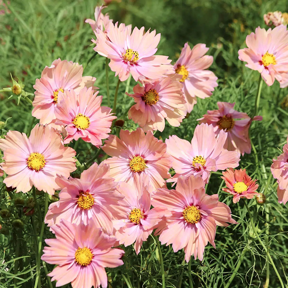 Cosmos bipinnatus Apricotta – Kosmee Samen – Aprikose & Rosa mit Goldschimmer – Fleuroselect Goldmedaille – Sommerblume für Beet & Schnittblumen 