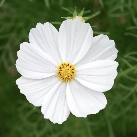 Cosmos bipinnatus Cosmix White – Kosmee Samen – Reinweiße Großblütige Sommerblume – Kompakte Wuchsform – Ideal für Töpfe, Beet & Schnittblumen 