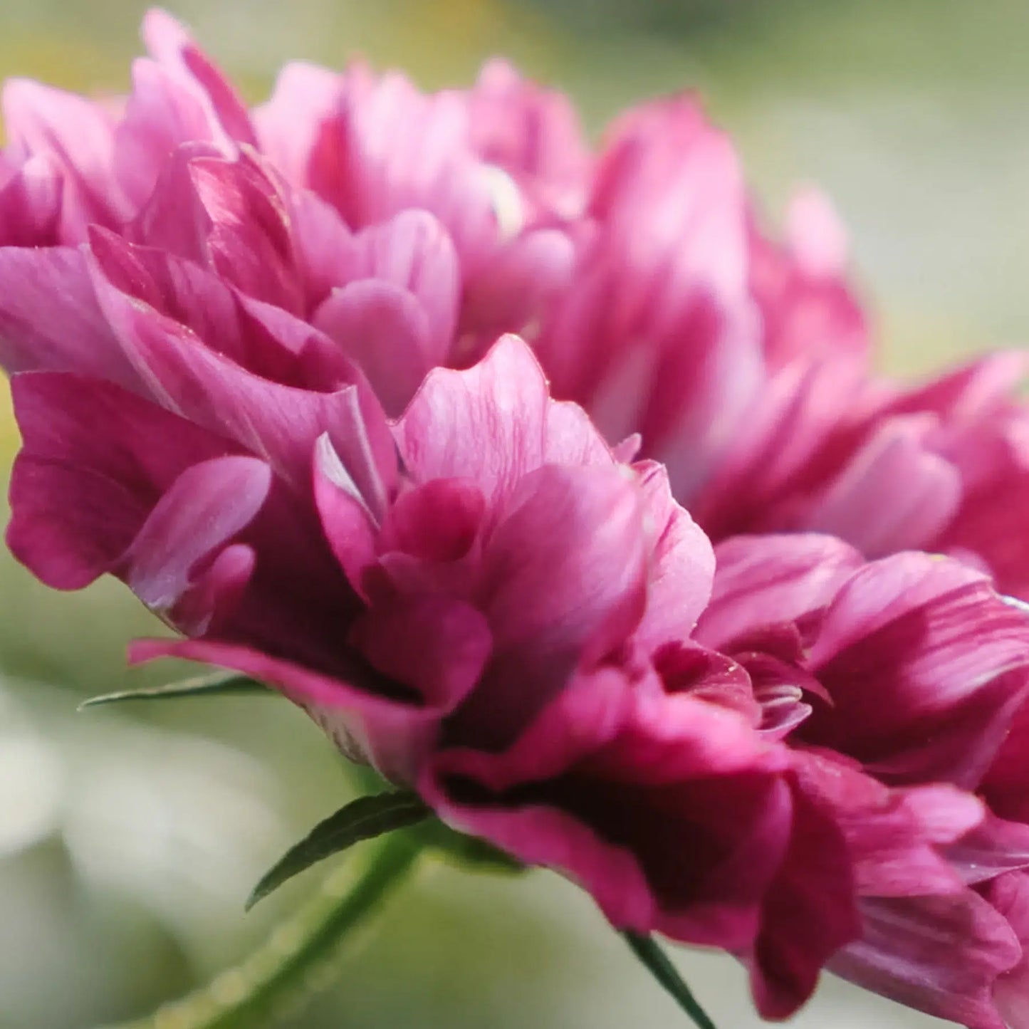 Cosmos bipinnatus Double Click Cranberries – Kosmee Samen – Gefüllte beerenrote Blüten – Hohe Sommerblume – Ideal für Beet, Garten & Schnittblumen 