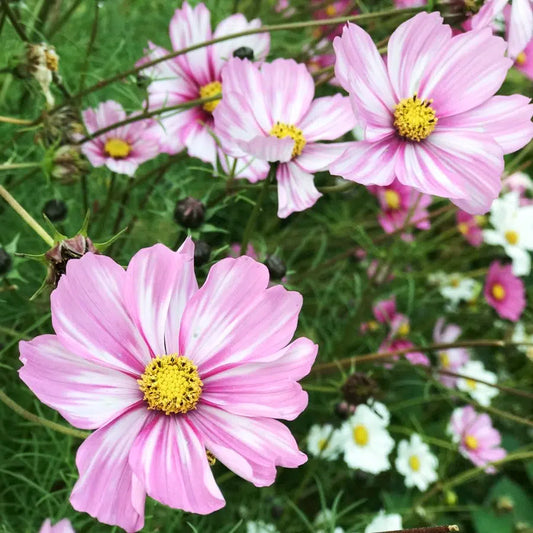 Cosmos bipinnatus Rosetta – Kosmee Samen – Rosafarbene halbgefüllte Blüten mit weißen Streifen – Sommerblume für Beet, Garten & Schnittblumen 