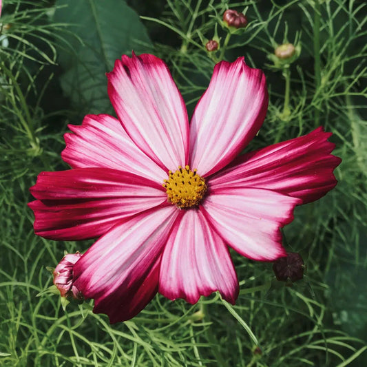 Cosmos bipinnatus Velouette – Kosmee Samen – Zweifarbige Blüten in Purpurrot & Weiß – Hohe Sommerblume – Ideal für Beet, Garten & Schnittblumen 