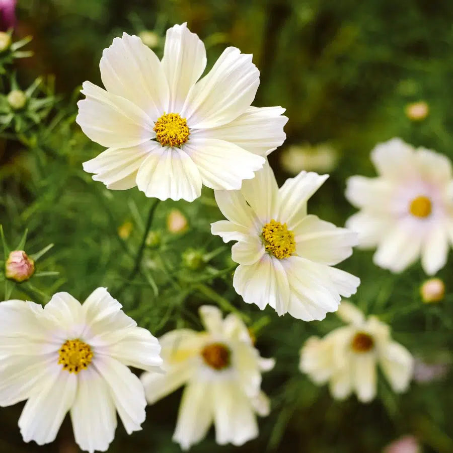Cosmos bipinnatus Xanthos – Kosmee Samen – Cremegelbe Blüten mit Rosé-Hauch – Kompakte Sommerblume – Ideal für Töpfe, Beet & Schnittblumen 