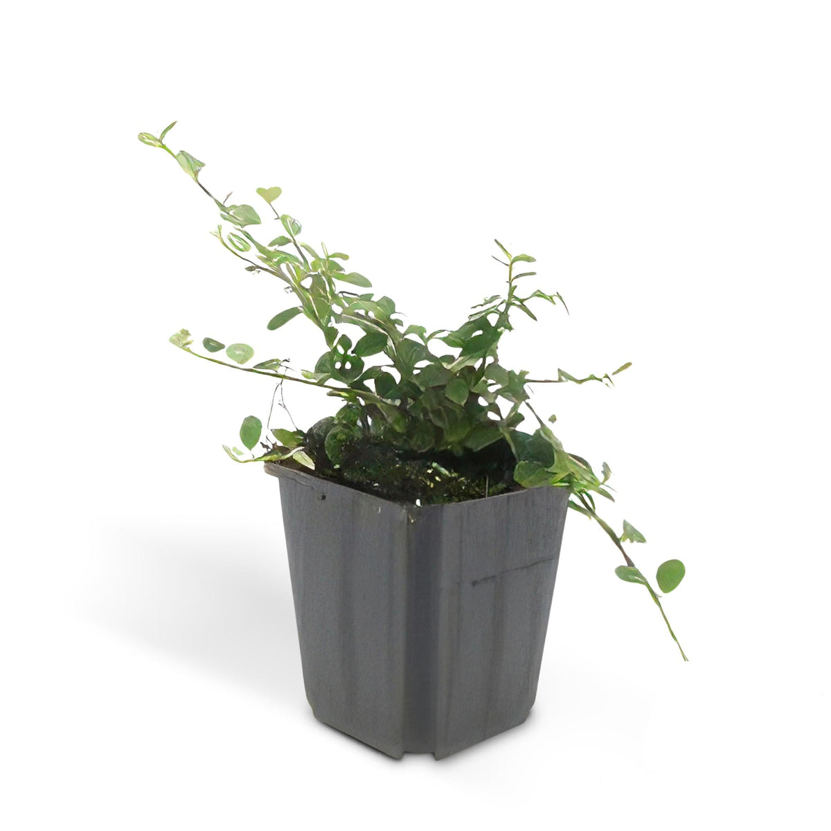 Cotoneaster prostratus ‘Queen of Carpets’ Ø9cm