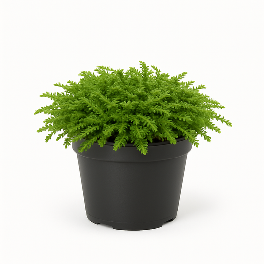 Fliederpolster (Cotula dioica ‘Hiesfeld’) – 3 Pflanzen – immergrüne, winterharte Bodendeckerpflanze für Garten, Steingarten & Felssteppe – teppichbildend, pflegeleicht & robust 