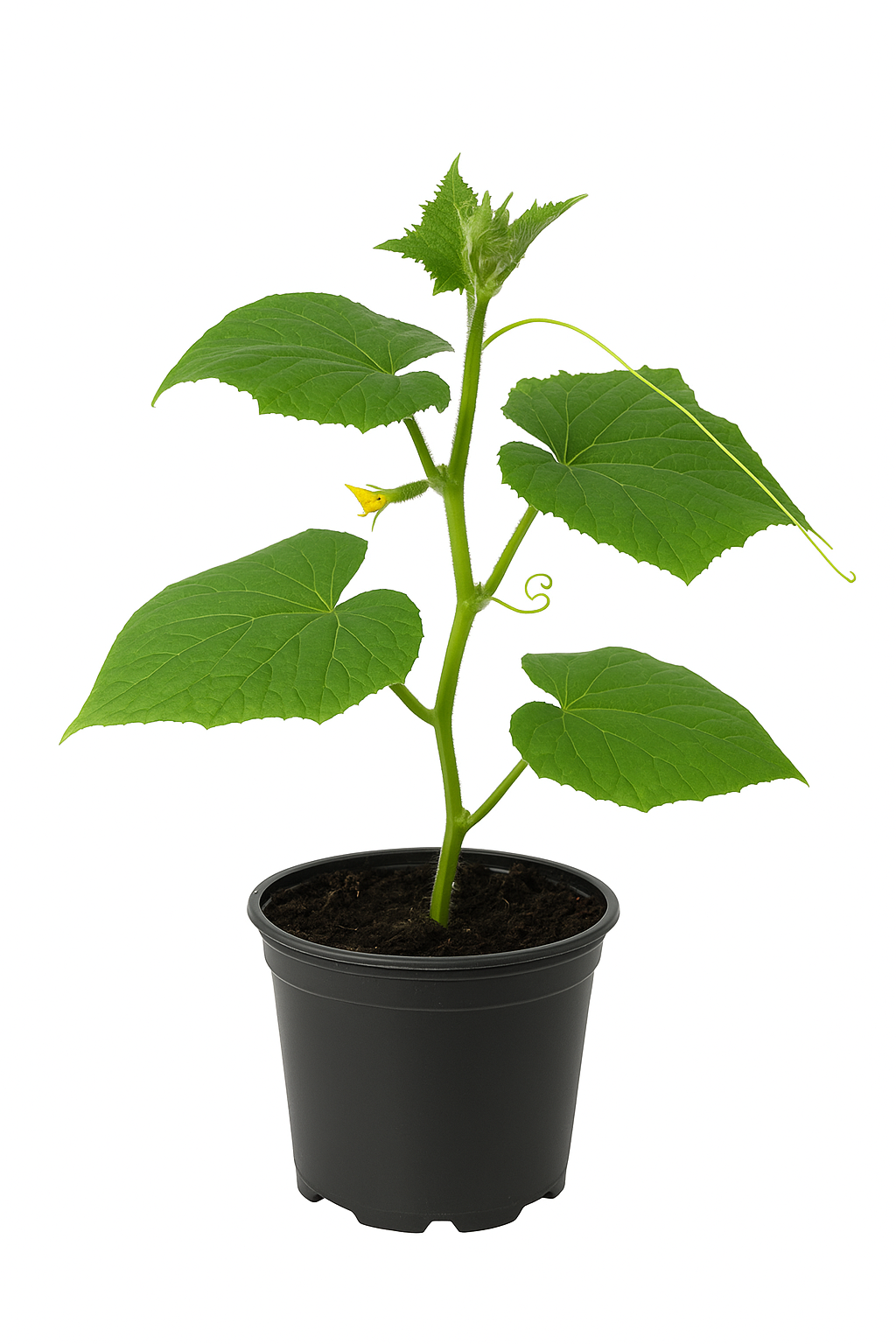 Einlegegurke Cucumis sativus – ertragreiche Gurkenpflanze für Freiland & Gewächshaus – sonniger Standort, nährstoffreicher Boden – Ernte August bis Oktober 