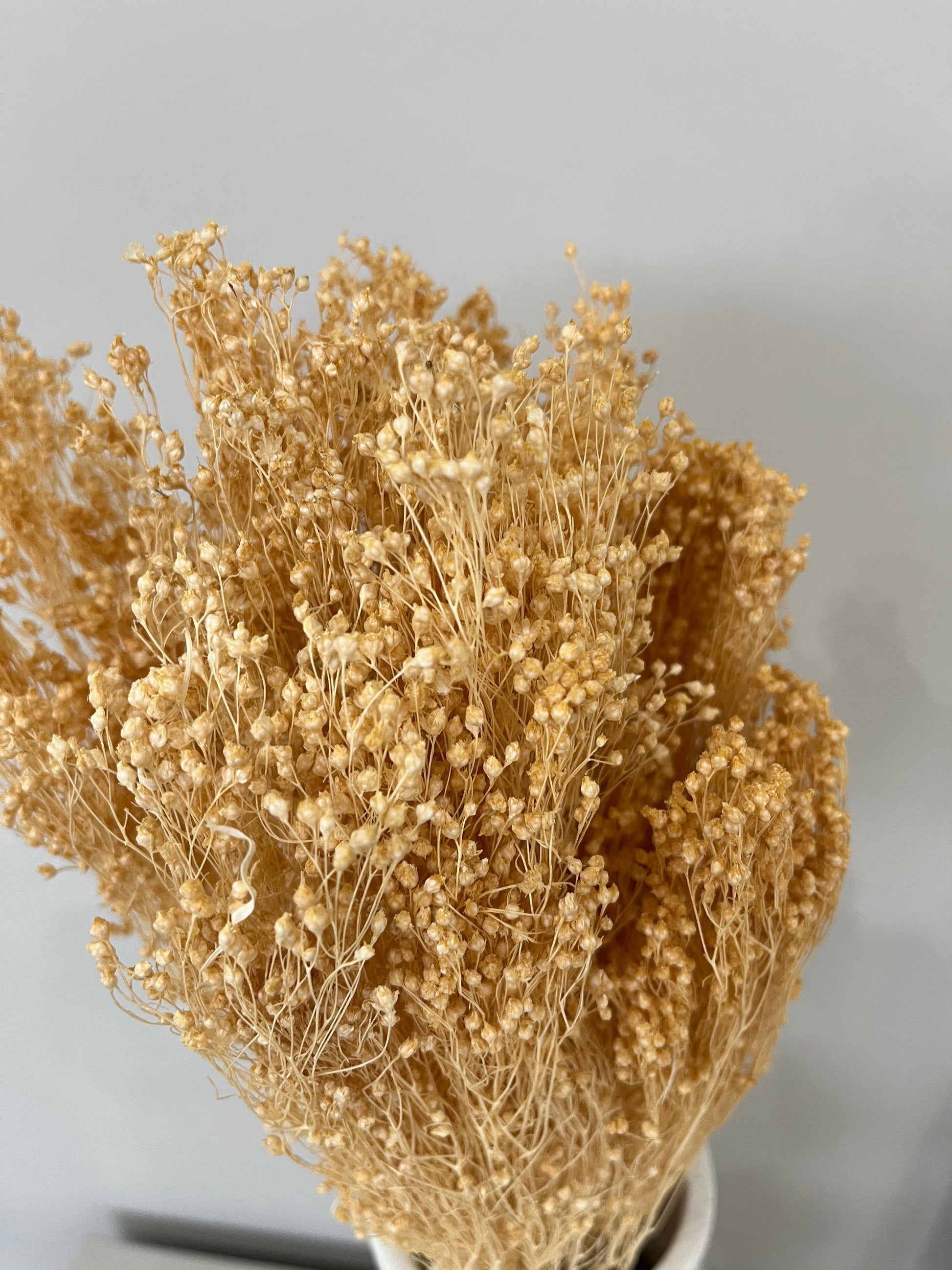 Broom Bloom - ein Bund 