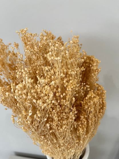 Broom Bloom - ein Bund 