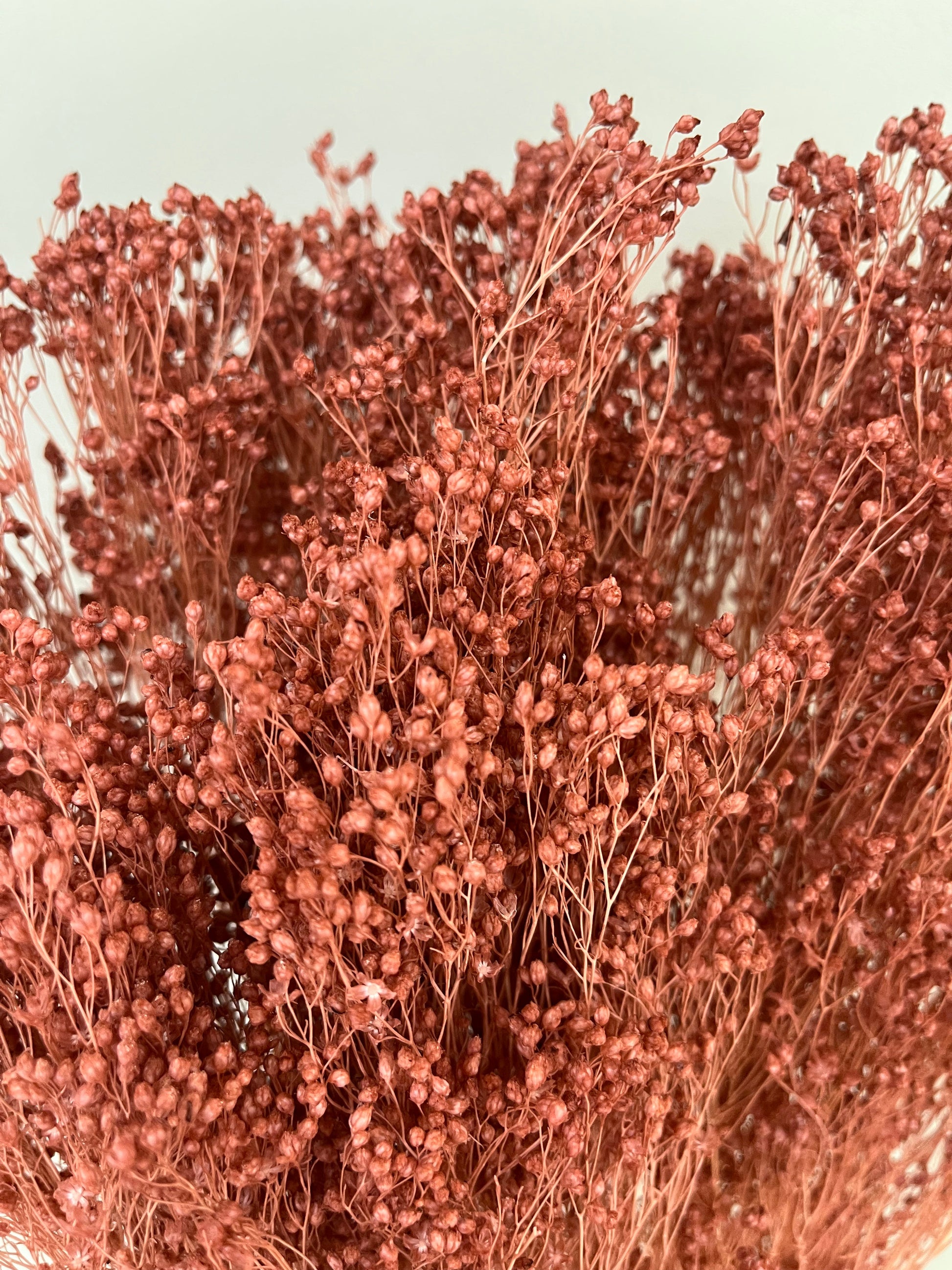 Broom Bloom - ein Bund 