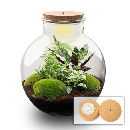 Flaschengarten Bolder Bob – Ø31cm – ↕30cm – DIY Terrarium mit Korkdeckel & Pflanzen – Ansicht 6