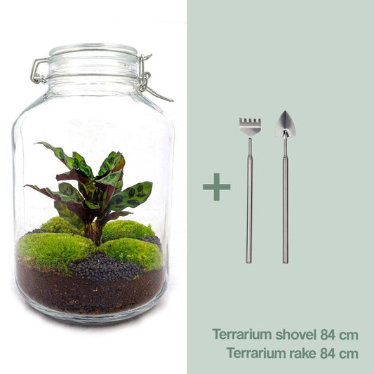 Flaschengarten Calathea – DIY Bausatz Terrarium – ↕28cm – Do – It – Yourself Pflanzen – Set im Glas mit Korkdeckel – Autarkes Mini – Ökosystem