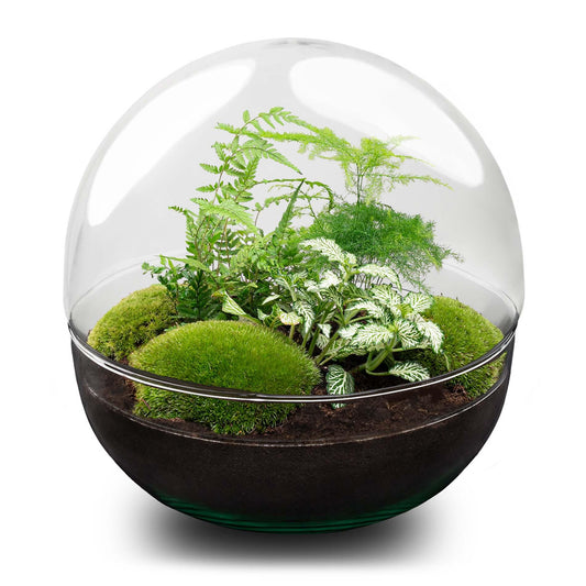 Flaschengarten DIY Bausatz Terrarium Kuppel XL Ø30cm – pflegeleichter Flaschengarten im Glas, Pflanzen Terrarium für Wohnzimmer & Büro