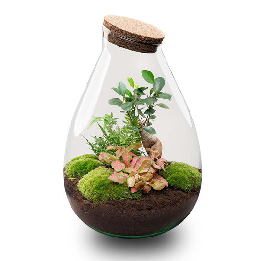 Flaschengarten DIY Bausatz - Terrarium – Drop XL – ↕ 37 cm