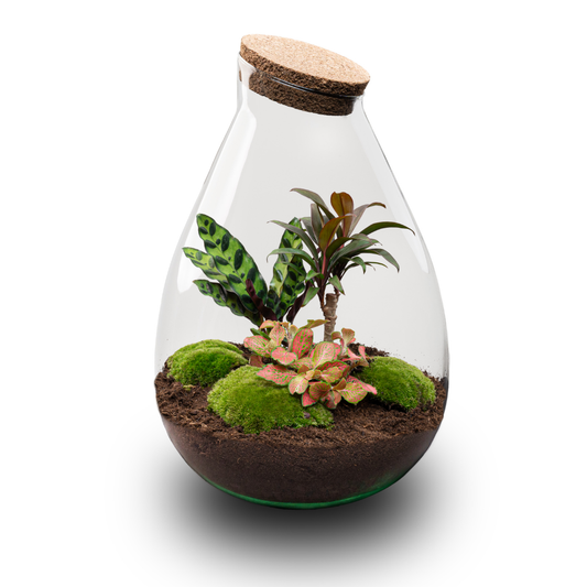 Flaschengarten Drop XL – Do – it – yourself Terrarium mit Korkdeckel – Ø29cm x H37cm – DIY – Pflanzset mit Coffea Arabica, Calathea & Fittonia