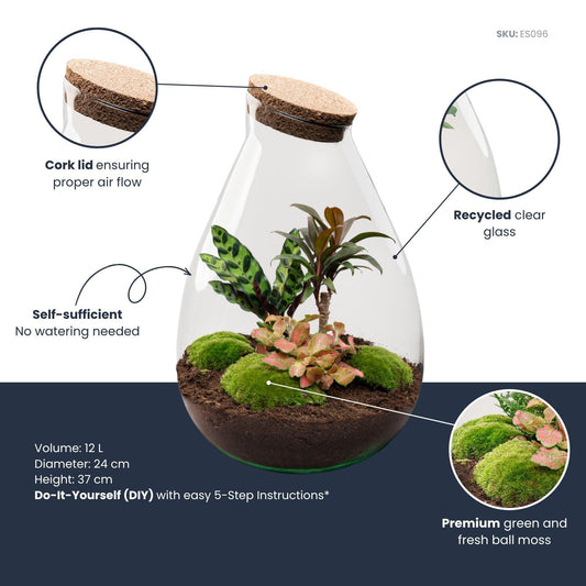 Flaschengarten Drop XL – Do – it – yourself Terrarium mit Korkdeckel – Ø29cm x H37cm – DIY – Pflanzset mit Coffea Arabica, Calathea & Fittonia