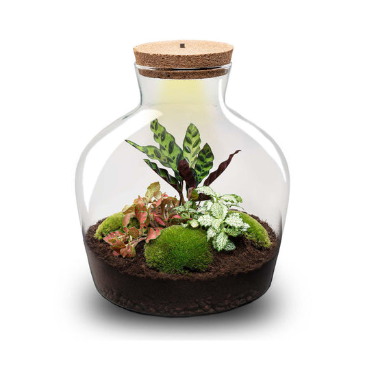 Flaschengarten DIY Bausatz – Terrarium Fat Joe Rot – Ø29cm x ↕30cm – Selbstversorgendes Pflanzterrarium mit Moosen & Zimmerpflanzen