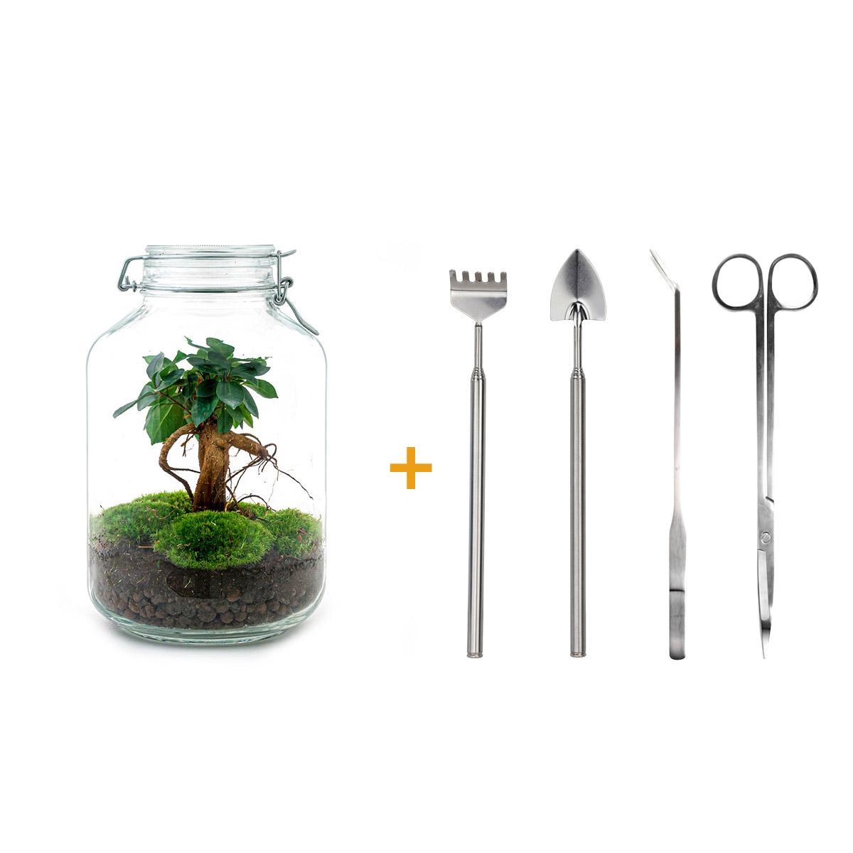 Flaschengarten DIY Bausatz Ficus Ginseng Bonsai – Terrarium Ø18cm H28cm – Selbstbewässerndes Mini – Ansicht 6