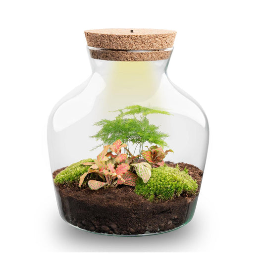 Flaschengarten Little Joe – DIY Bausatz Terrarium – ↕21,5cm – Do It Yourself Pflanzen – Set im Glas – Autarkes Mini – Ökosystem