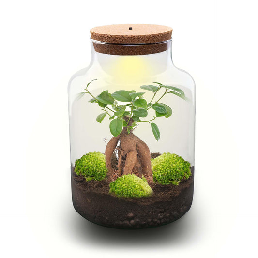 Flaschengarten DIY Bausatz Terrarium Milky Bonsai – Ø21cm – ↕30cm – Do – It – Yourself Flaschengarten Set mit Ficus Ginseng Bonsai