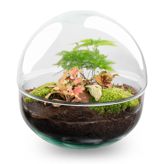 DIY Flaschengarten Set – Dome Glas Rot – Ø20cm x H20cm – Selbstversorgendes Pflanzterrarium mit Fittonia, Spargel & Moos – Mini – Pflegeleicht