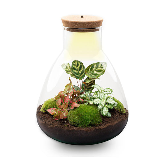Flaschengarten Sam Calathea mit LED – DIY Bausatz Terrarium – ↕30cm – Do It Yourself Pflanzen – Set – Autarkes Mini – Ökosystem