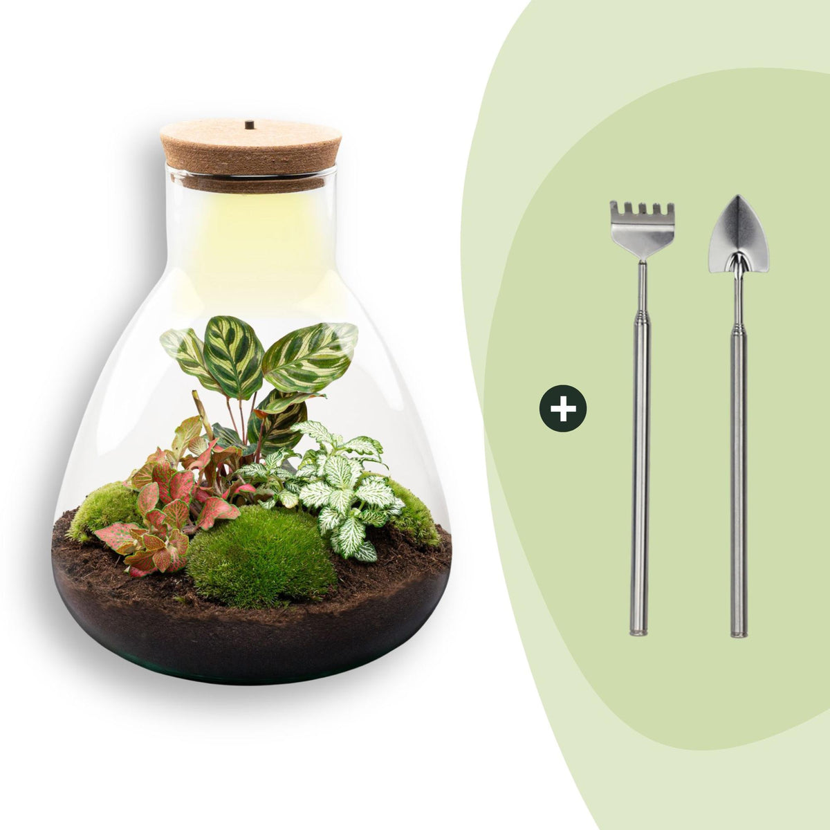 Flaschengarten Sam Calathea mit LED – DIY Bausatz Terrarium – ↕30cm – Do It Yourself Pflanzen – Set – Ansicht 8