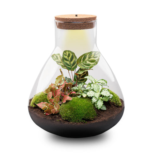 Flaschengarten Sam XL Rot – DIY Bausatz Terrarium – ↕35cm – Do It Yourself Pflanzen – Set – Autarkes Mini – Ökosystem