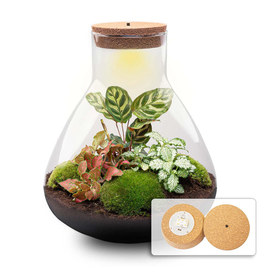 Flaschengarten Sam XL Rot – DIY Bausatz Terrarium – ↕35cm – Do It Yourself Pflanzen – Set – Autarkes Mini – Ökosystem