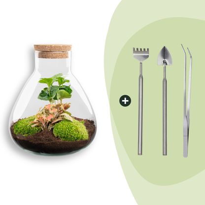 Flaschengarten Sammie Coffea – DIY Bausatz Terrarium – ↕26cm – Do It Yourself Pflanzen – Set mit Korkdeckel – Ansicht 8