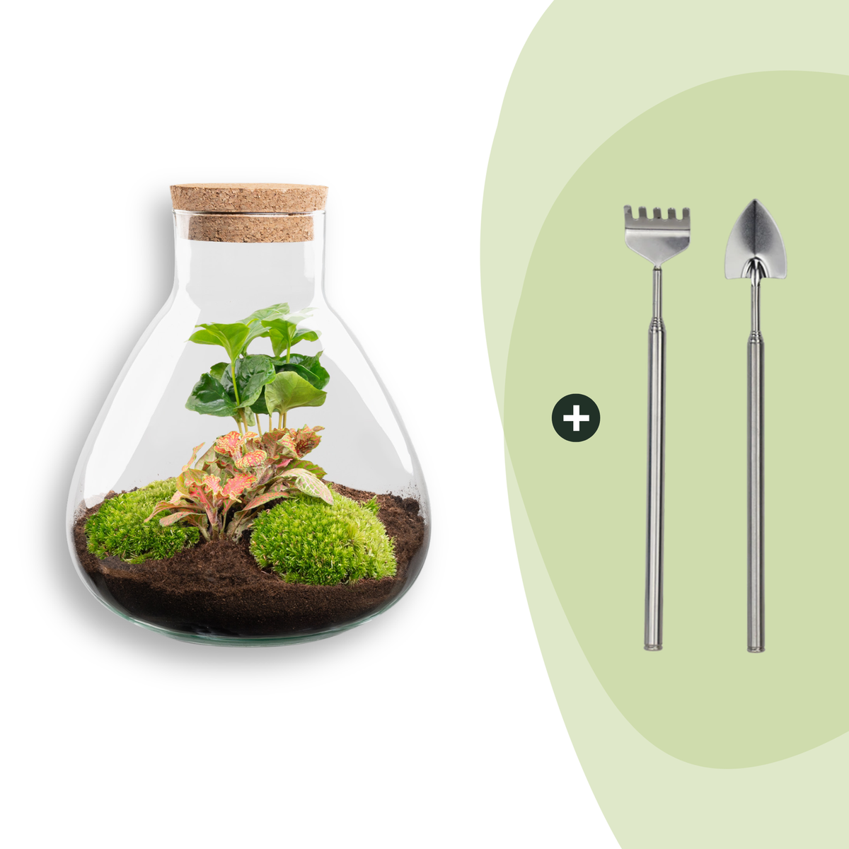 Flaschengarten Sammie Coffea – DIY Bausatz Terrarium – ↕26cm – Do It Yourself Pflanzen – Set mit Korkdeckel – Ansicht 7