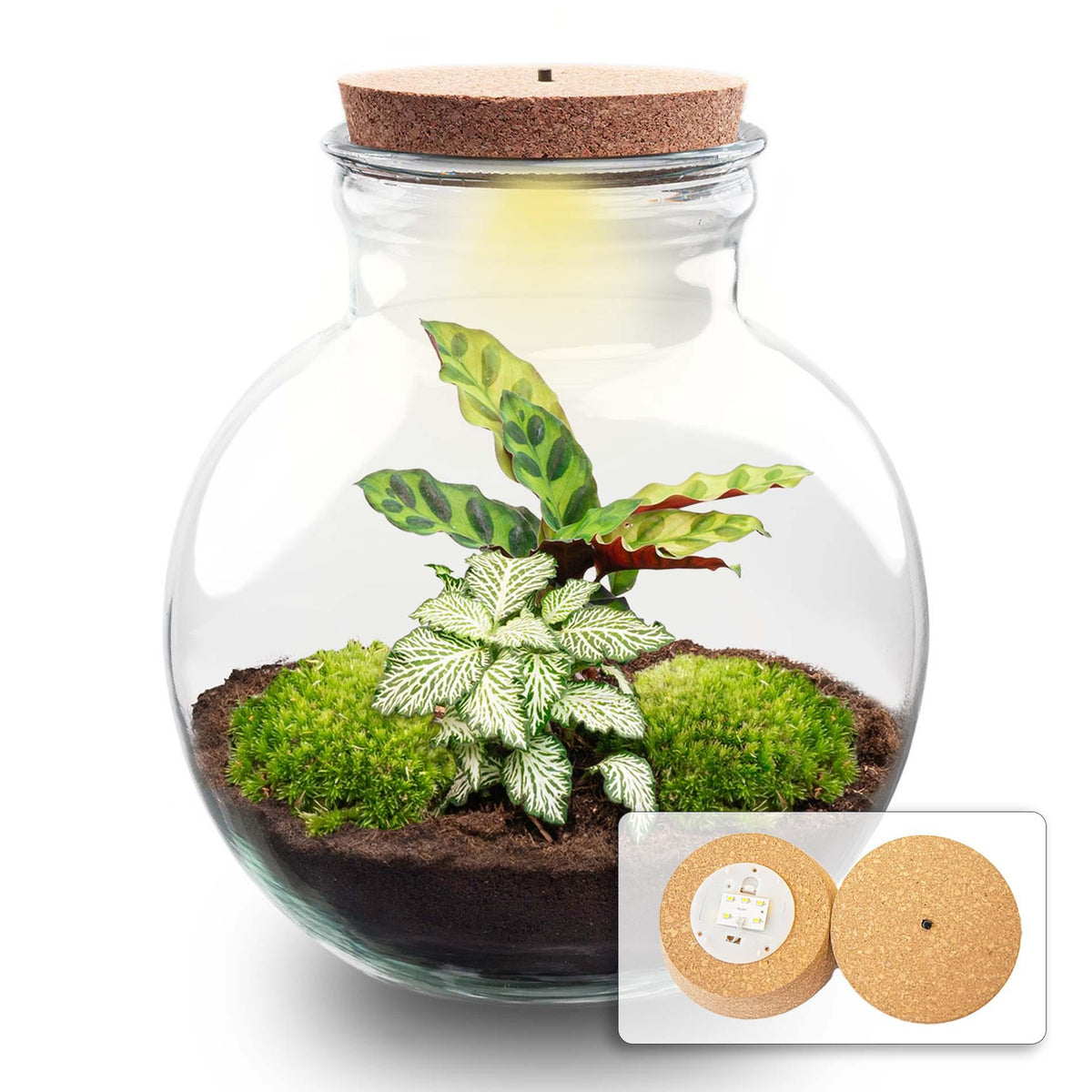 Flaschengarten Teddy – DIY Bausatz Terrarium – ↕26,5cm – Do It Yourself Pflanzen – Set im Glas mit Kork – Ansicht 7