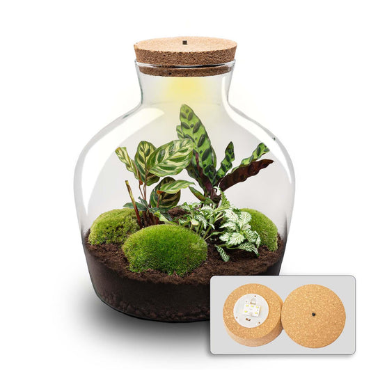 Flaschengarten DIY Bausatz Fat Joe – Terrarium Set mit Pflanzen, Moos & Zubehör – Ø29cm ↕30cm – Selbstversorgendes Pflanzterrarium mit 5 – Schritte