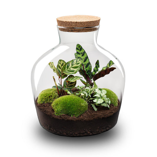 Flaschengarten DIY Bausatz Fat Joe – Terrarium Set mit Pflanzen, Moos & Zubehör – Ø29cm ↕30cm – Selbstversorgendes Pflanzterrarium mit 5 – Schritte
