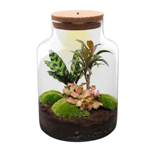Flaschengarten Milky – DIY Bausatz Terrarium – ↕30cm – Do It Yourself Pflanzen – Set im Glas mit Korkdeckel – Autarkes Mini – Ökosystem