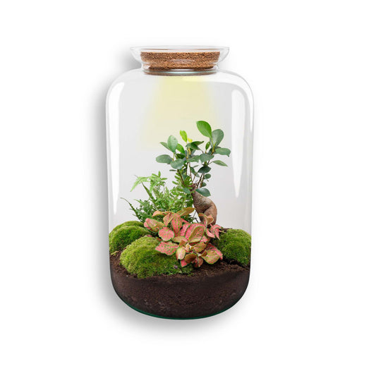 Flaschengarten Sven Bonsai – DIY Bausatz Terrarium – ↕43cm – Do It Yourself Pflanzen – Set im Glas mit Korkdeckel – Autarkes Mini – Ökosystem