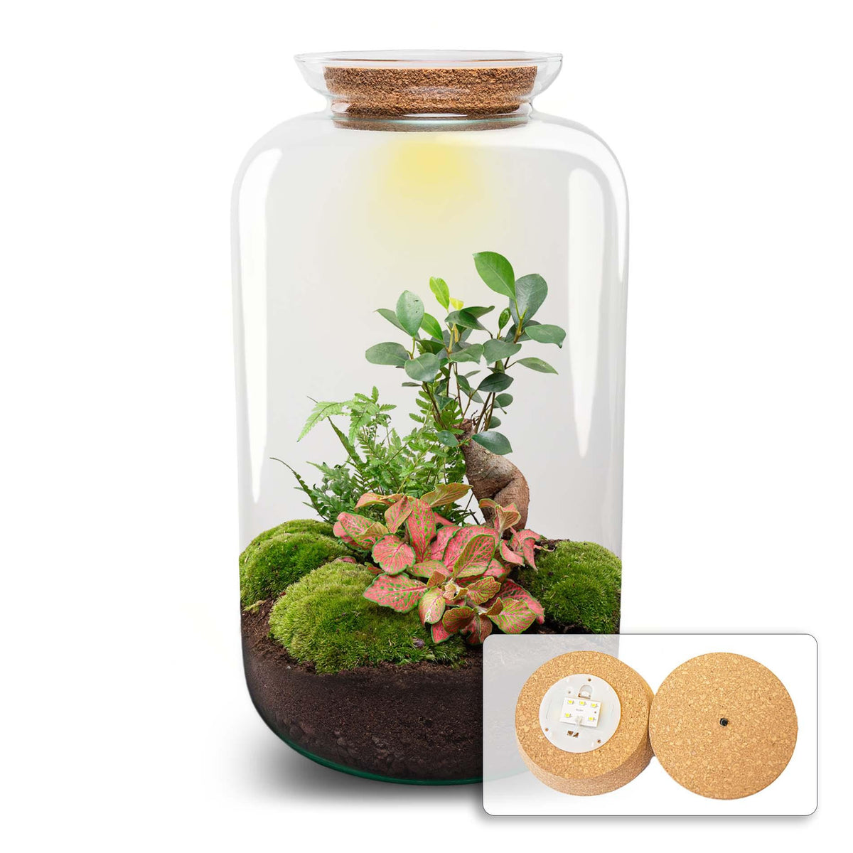 Flaschengarten Sven Bonsai – DIY Bausatz Terrarium – ↕43cm – Do It Yourself Pflanzen – Ansicht 2