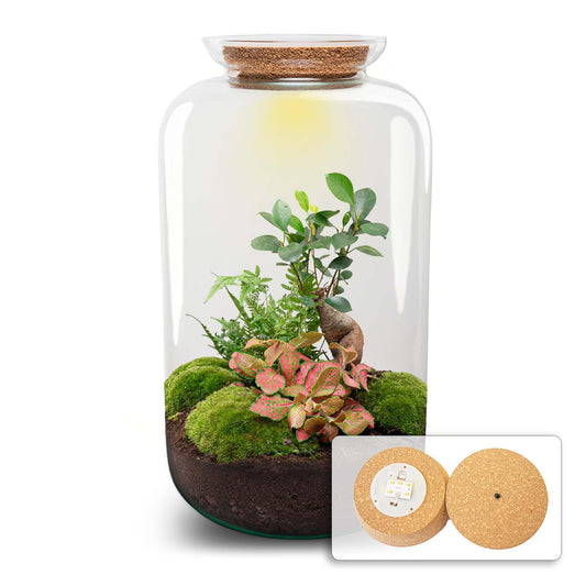 Flaschengarten Sven Bonsai – DIY Bausatz Terrarium – ↕43cm – Do It Yourself Pflanzen – Set im Glas mit Korkdeckel – Autarkes Mini – Ökosystem