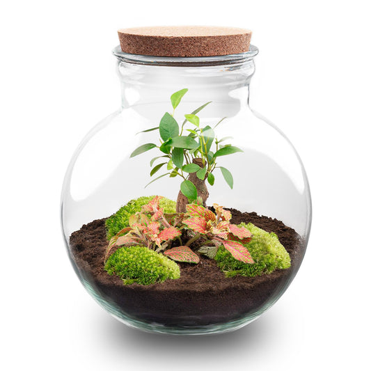 Flaschengarten DIY Bausatz Teddy Bonsai – Terrarium Ø25cm x H26,5cm – Do – It – Yourself Pflanzterrarium – Autarkes Mini – Ökosystem