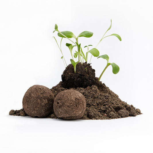 Lose Wildblumen-Samenbomben, unverpackt 