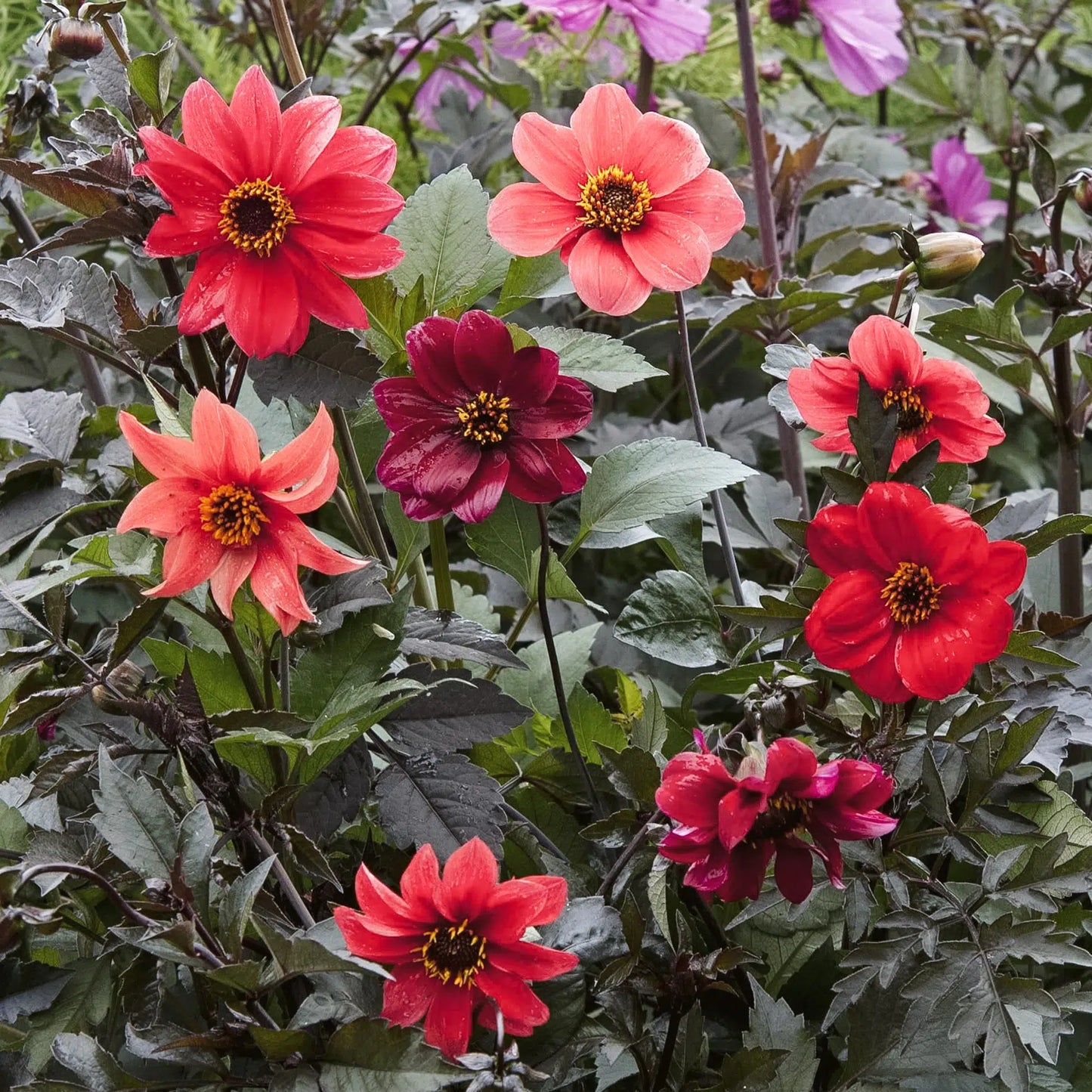 Dahlia variabilis Bishop’s Children – Dahlien Samen – Intensive Rottöne – Bienenfreundliche Sommerblume – Hohe Schnittdahlie für Beet & Garten – Ideal für sonnige Standorte 