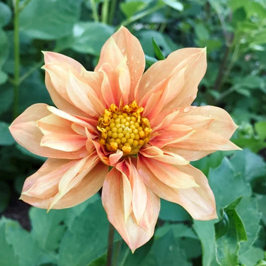Dahlia variabilis Sunny Reggae Samen – Colarette Dahlie Apricot Pfirsich – 40 Korn – Niedrige Balkon Dahlie – Bienenfreundlich – Kübelpflanze – Einjährige Sommerblume bis 40cm 